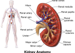 Blausen_0592_KidneyAnatomy_01