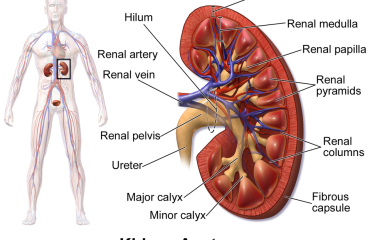 Blausen_0592_KidneyAnatomy_01