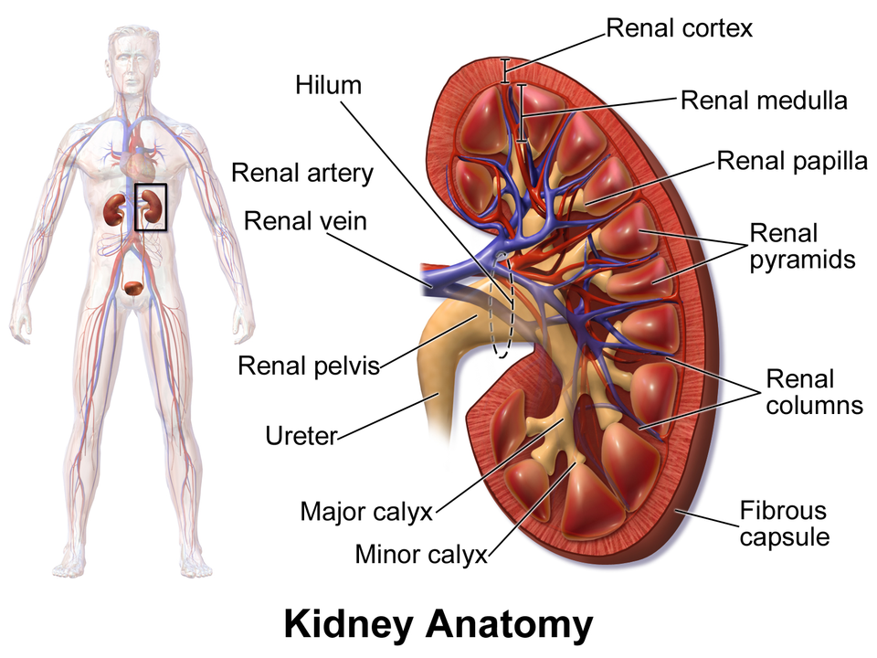 Blausen_0592_KidneyAnatomy_01